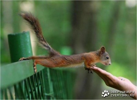 ������� �������� �������� (17 ����)