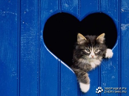 ������ ��� (16 �������� ����)