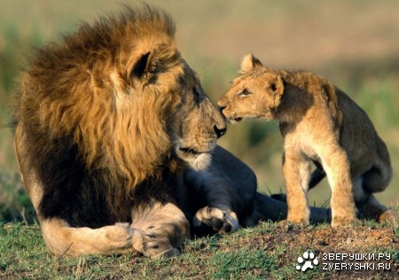 ������� ������ ;)