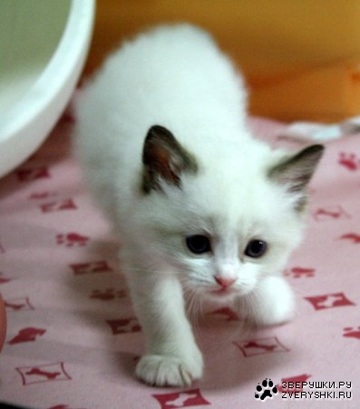 ������� ������ (8 ����������)