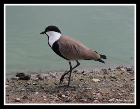 ��������� ����� (Vanellus spinosus)