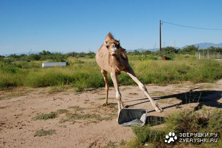 �������� ���� ����� ������ ;)