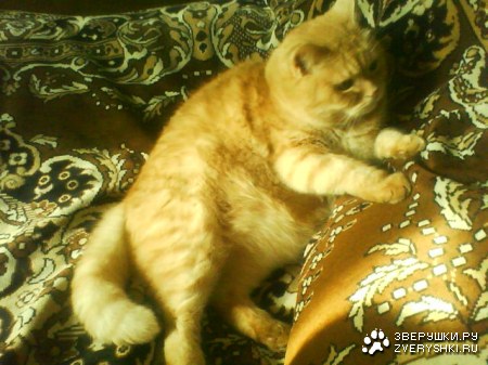 ����� �����  ����� ���������� :)