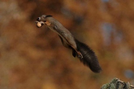 ������ �������� �������� (10 ����)