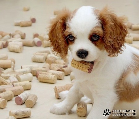 �������� �������� (7 ����������)