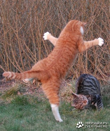 �������� �������� (7 ����������)