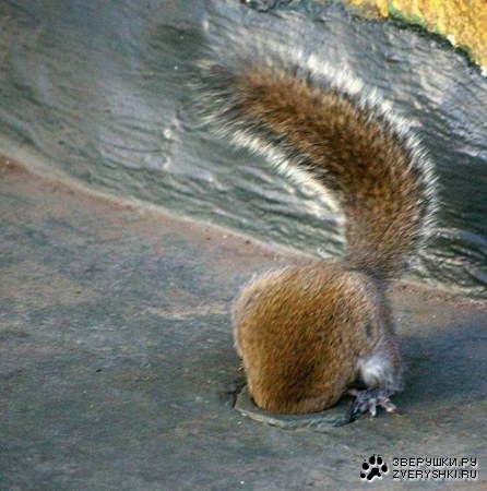 �������� �������� (7 ����������)