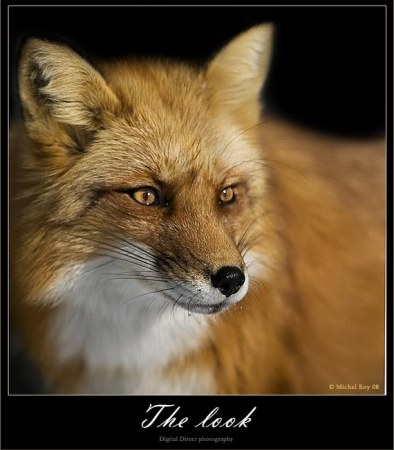 ������� (10 ����������)