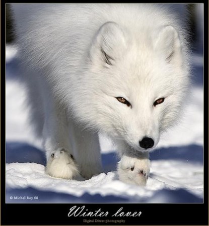 ������� (10 ����������)