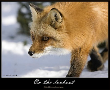 ������� (10 ����������)