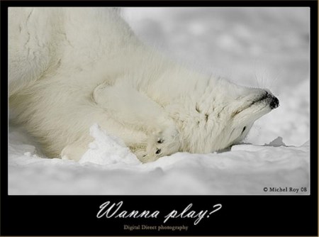 ������� (10 ����������)