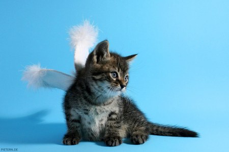 ����� � ������ (15 ����)