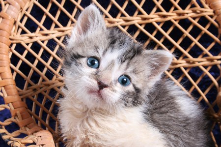 ����� � ������ (15 ����)