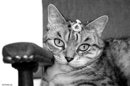 ����� � ������ (15 ����)