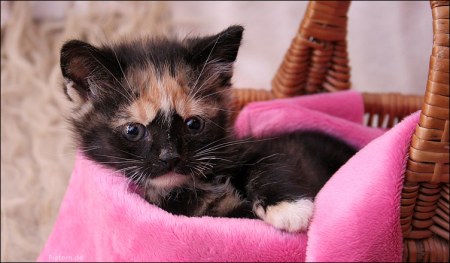 ����� � ������ (15 ����)