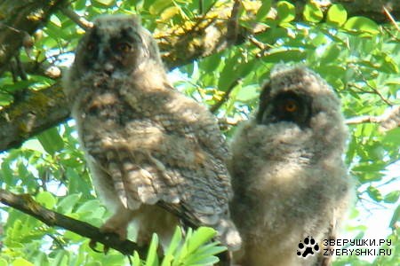 ������ �� ����� :)