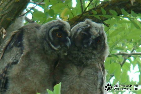 ������ �� ����� :)