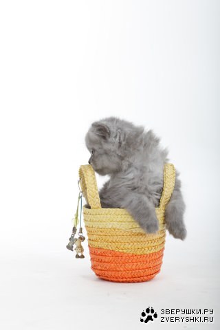 ������� ������ ������� (6 ����)