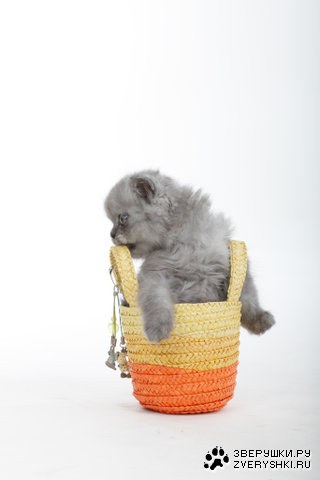 ������� ������ ������� (6 ����)