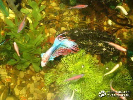 �������� ����� (6 ����������)