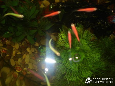 �������� ����� (6 ����������)