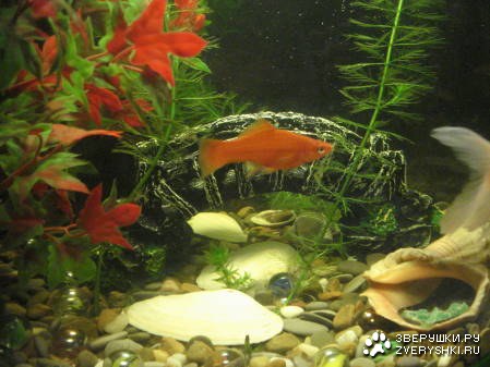 ��������� �����! (5 ����)