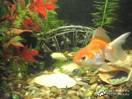 ��������� �����! (5 ����)