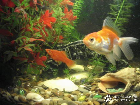 ��������� �����! (5 ����)