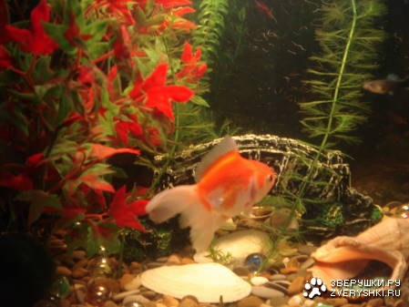 ��������� �����! (5 ����)