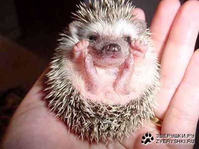 ��������� ���� :)