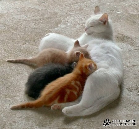 ������� �������! ;)