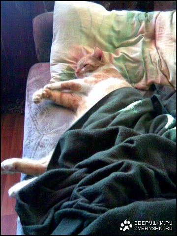 ����� (�����������)