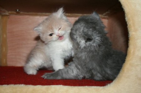 ��������� �������� ������� (21 ����)