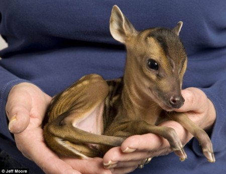 ��������� ��������.