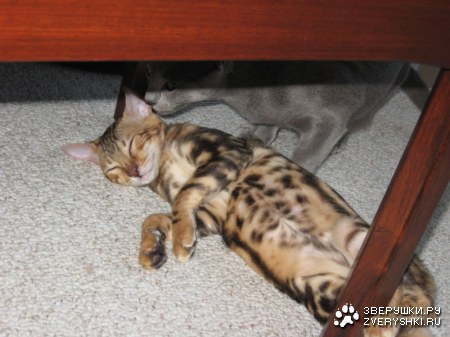 ��� ���� �� ���� �����?! ;)