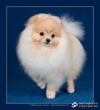 ������� �����