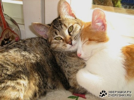 �����������, ������? :)