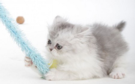 ������� ������� ������ (5 ����)