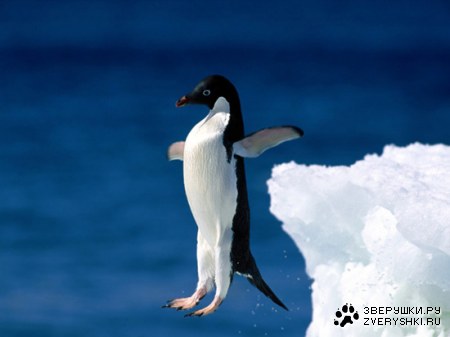 �������� (12 ����������)