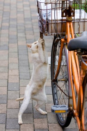 ����������� ������� (5 ����)