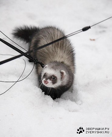 ������ :)