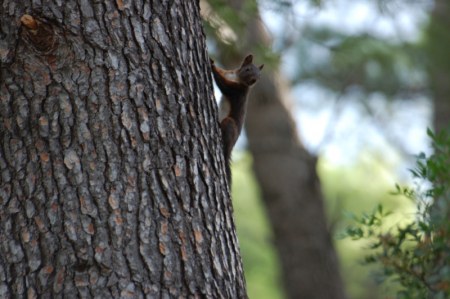 ���������� �������