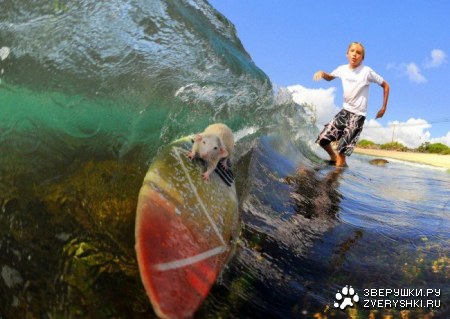 ������� ���������� :)