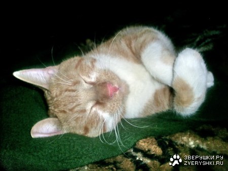 ����� ����� (4 ����������)