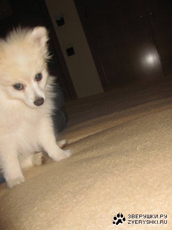 ��� ������� ��� ����! (9 ����)