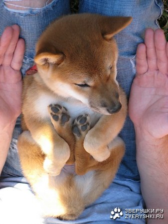 �������� ���� :)