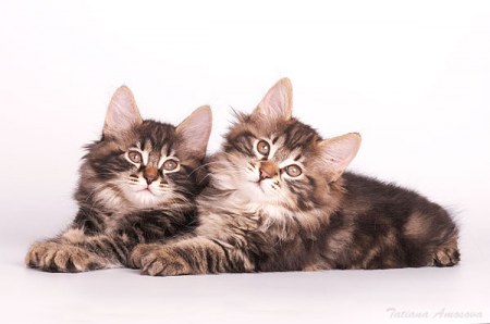 � � �� ����� ������... (12 ����������)