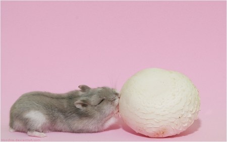 ������� ������� (12 ����)