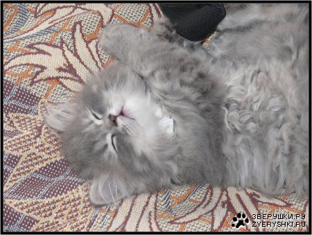 �������� ��� :)