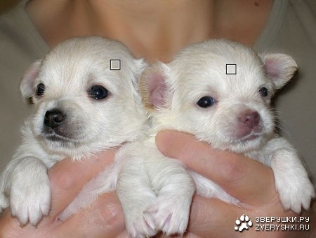 ��������� ������� (8 ����)